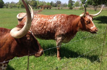 Texas Longhorns near Round Top, TX