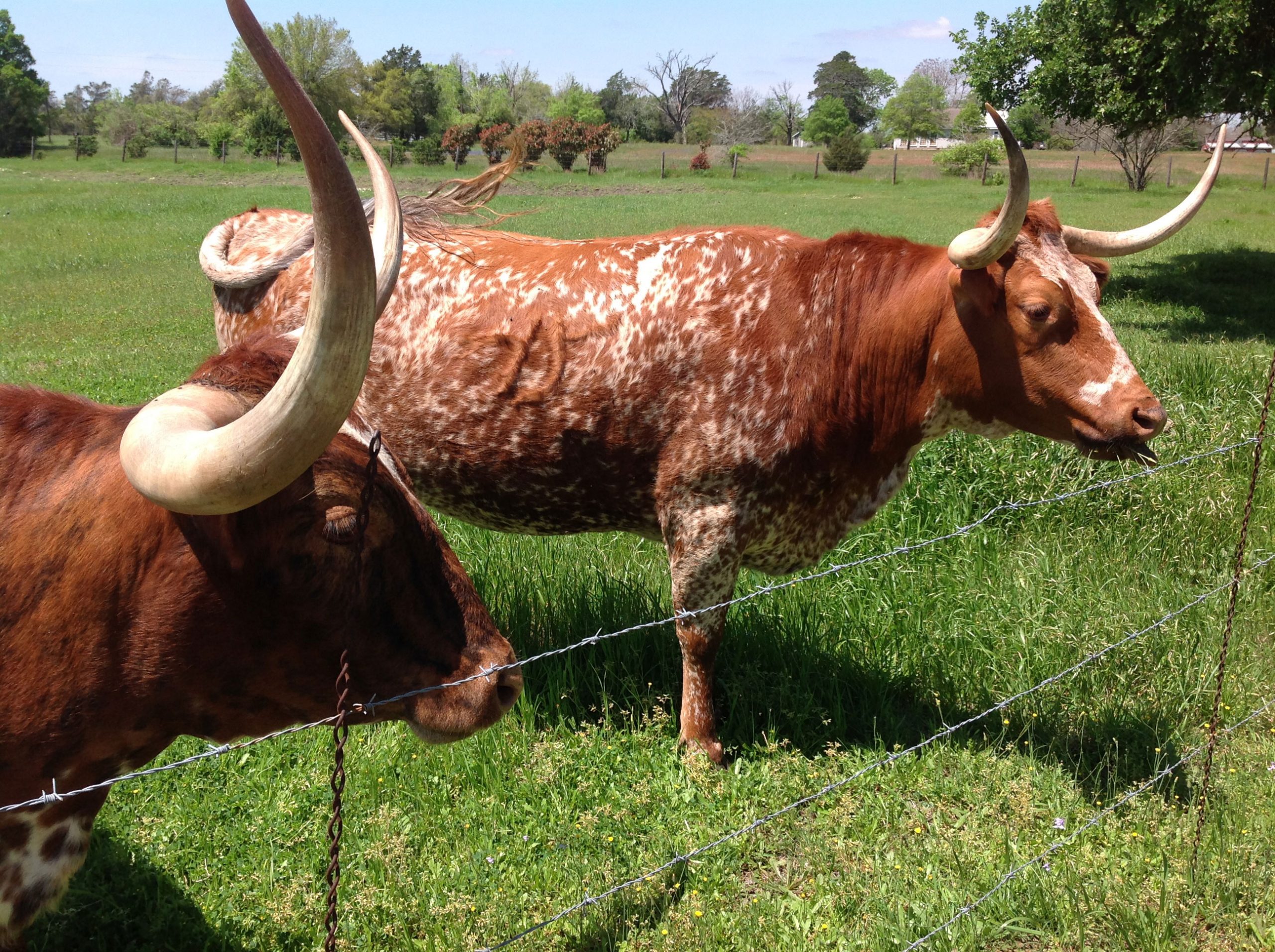 Texas Longhorns near Round Top, TX