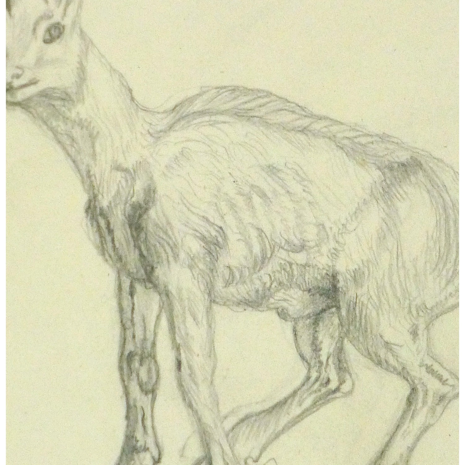 Pencil Drawing Goat - detail - 9188m Pencil Drawing Goat - detail - 9188m