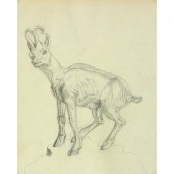 Antique Pencil Drawing Goat - 9188m