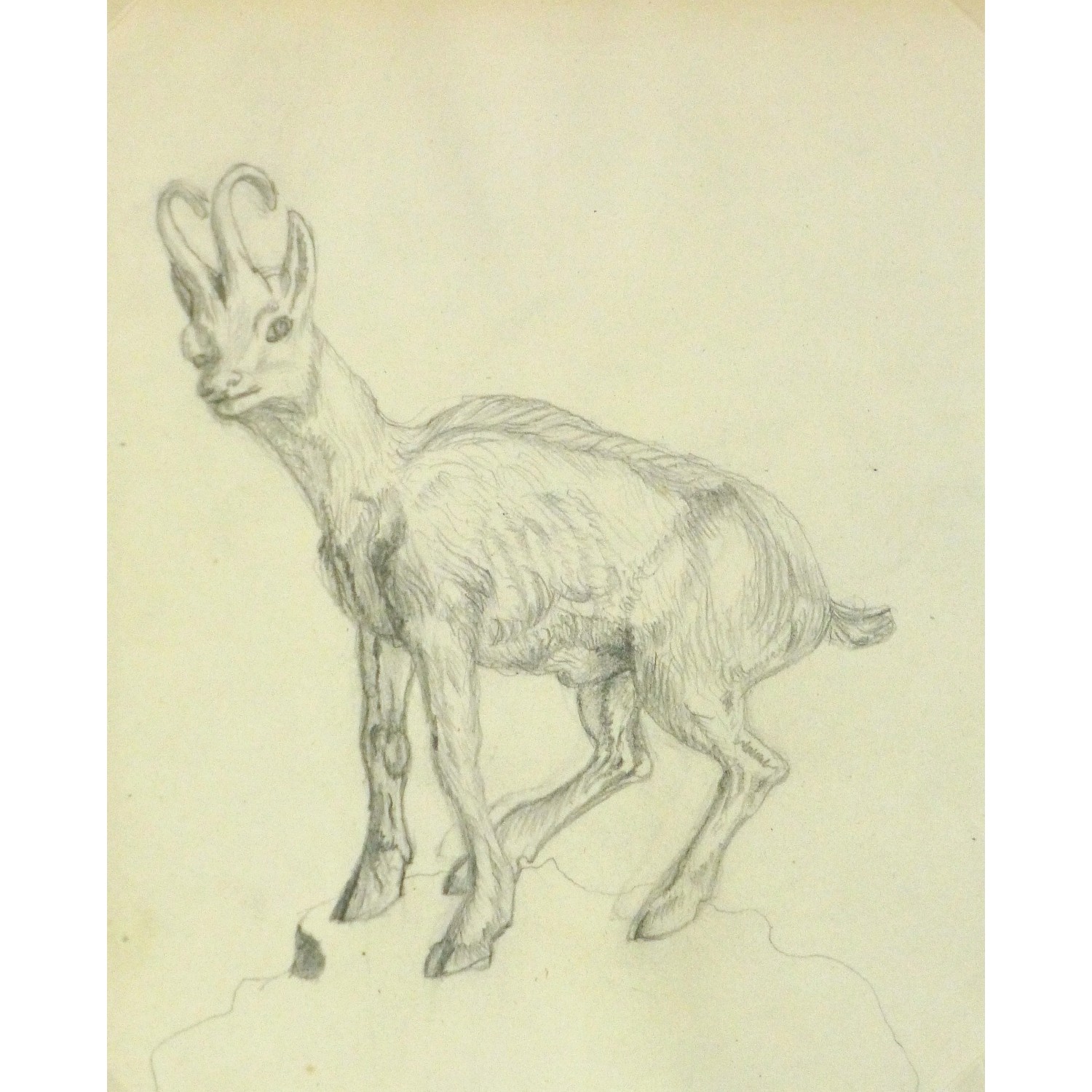 Antique Pencil Drawing Goat - 9188m Antique Pencil Drawing Goat - 9188m