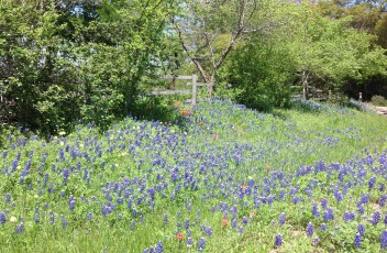 Blue Bonnet roadside flowers near Round Top, TX