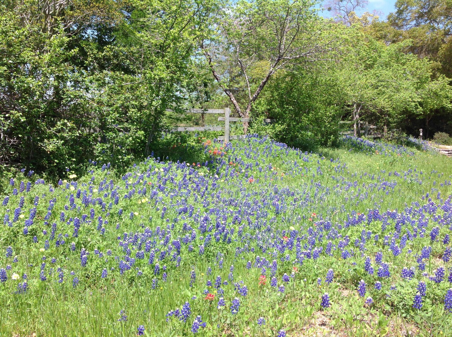 Blue Bonnet roadside flowers near Round Top, TX