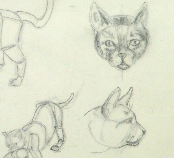 Drawing - Cat Anatomy -Detail 2- 9954M