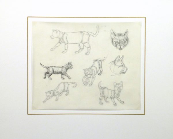 Drawing - Cat Anatomy -Matted- 9954M