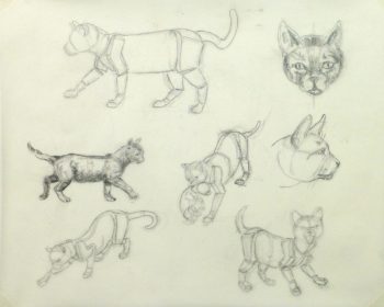 Drawing - Cat Anatomy - Main -9954M