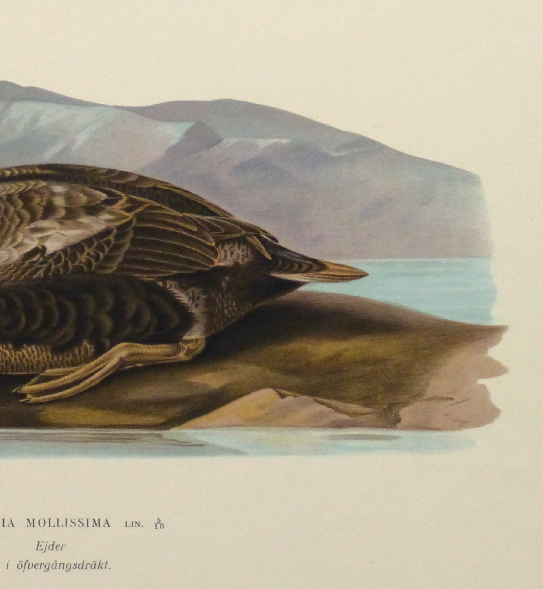 Common Eider Duck Print, 1929-detail-10418M Common Eider Duck Print, 1929-detail-10418M