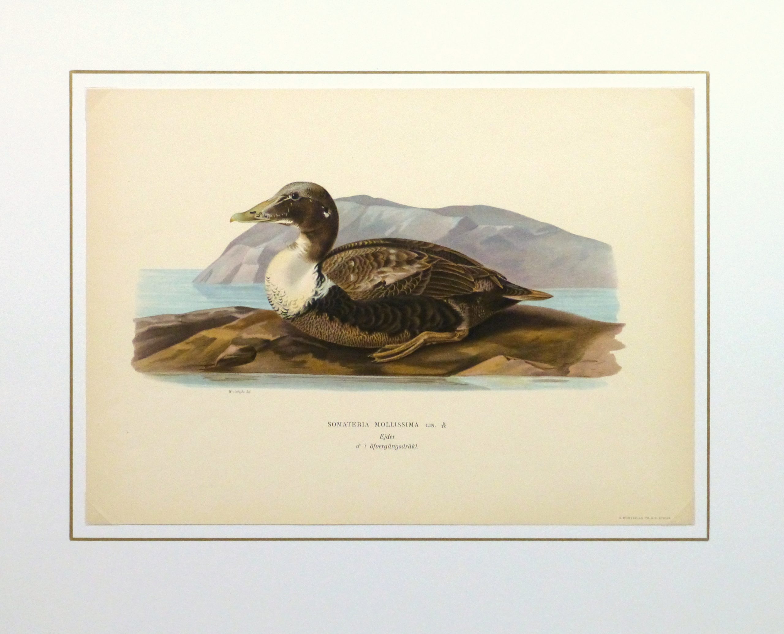 Common Eider Duck Print, 1929-matted-10418M Common Eider Duck Print, 1929-matted-10418M