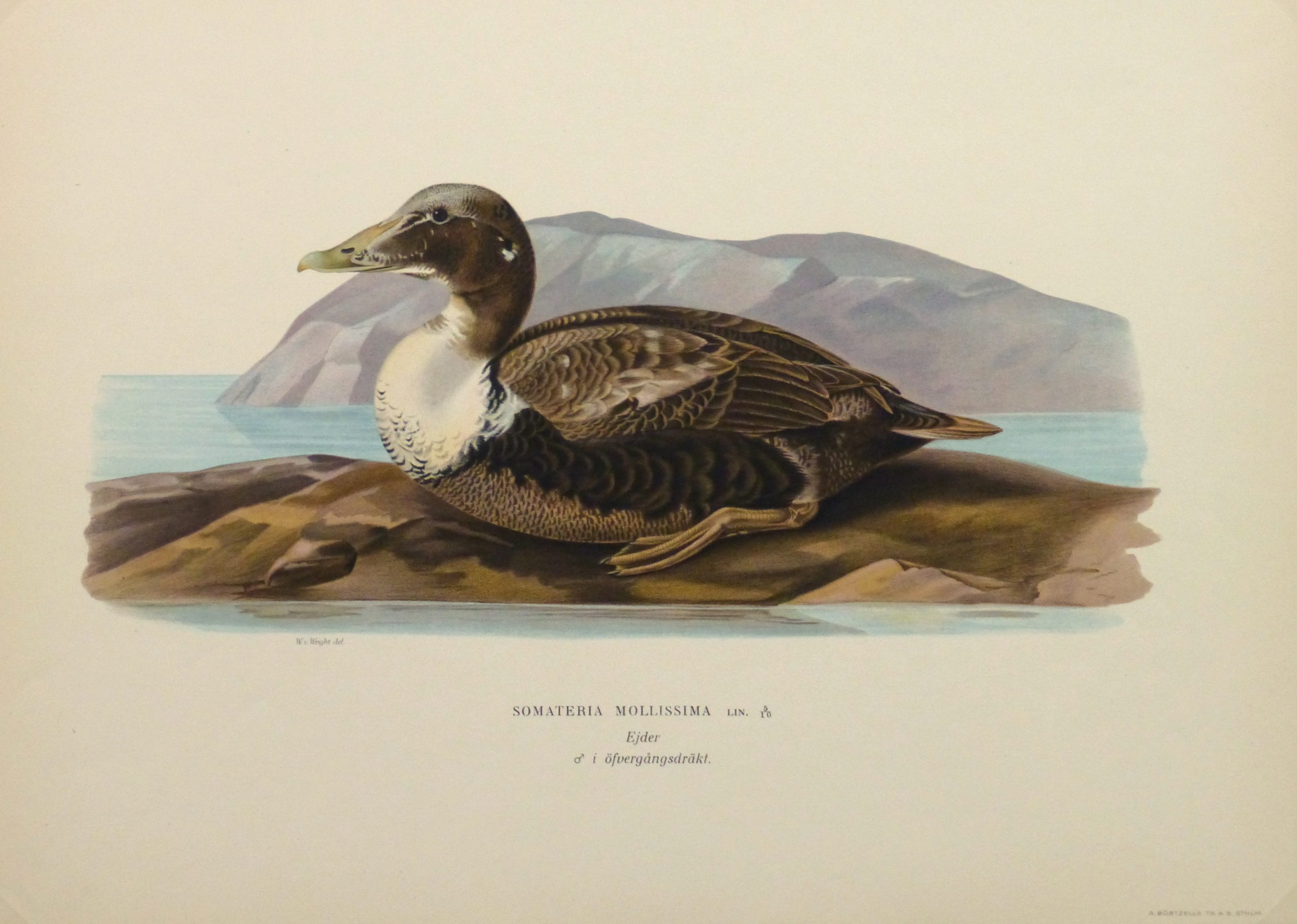 Common Eider Duck Print, 1929-main-10418M Common Eider Duck Print, 1929-main-10418M