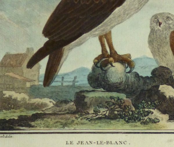 Snake Eagle Print, Circa 1770-detail-10422M