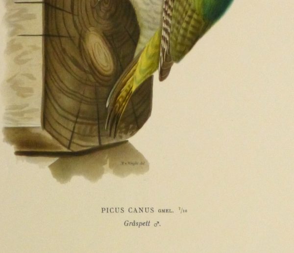 Grey Headed Woodpecker Print, 1929-detail-10426M