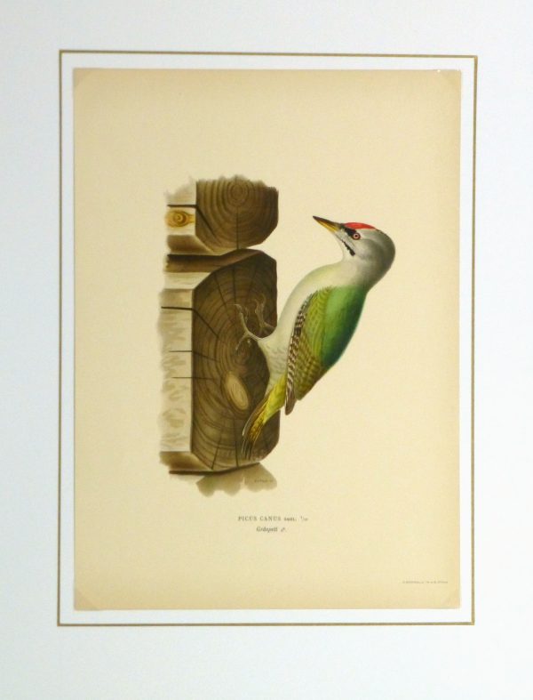 Grey Headed Woodpecker Print, 1929-matted-10426M