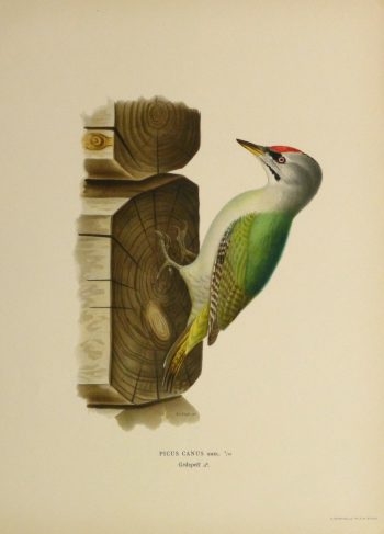 Grey Headed Woodpecker Print, 1929-main-10426M