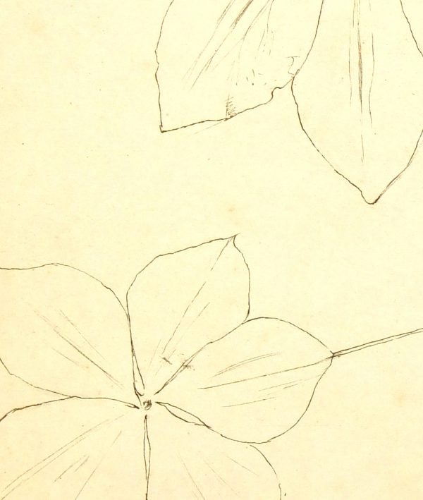 Clematis Vine, Circa 1930-detail-7845K