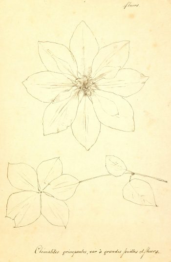 Clematis Vine, Circa 1930-main-7845K