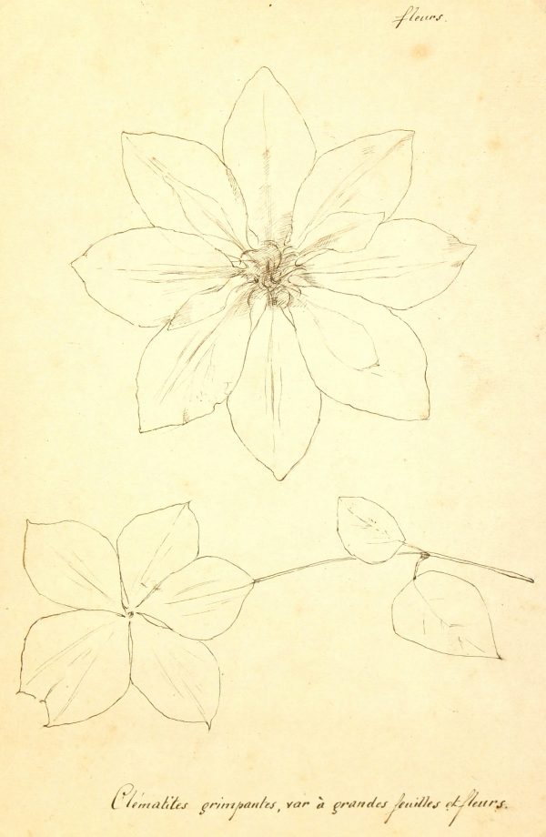 Clematis Vine, Circa 1930-main-7845K