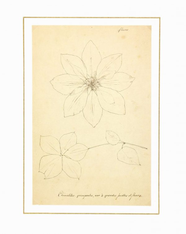 Clematis Vine, Circa 1930-matted-7845K