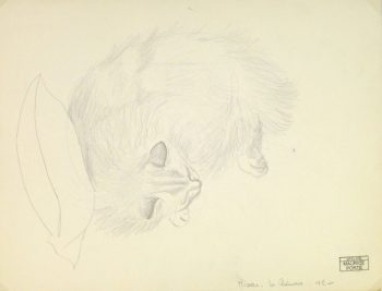 Drawing - Sleeping Cat, Circa 1990-main-8292K