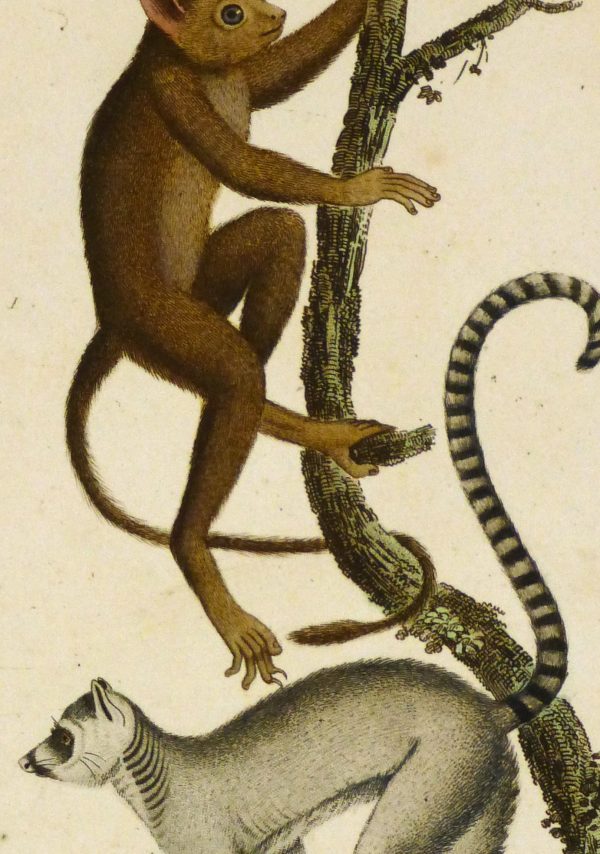 Tarsier & Lemur Print, Circa 1850-detail-8467K