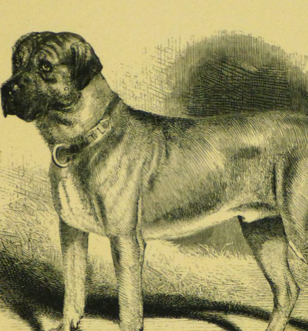 Mastiff Engraving, 1886-detail-8817K
