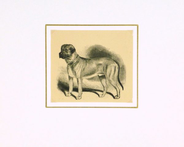 Mastiff Engraving, 1886-matted-8817K