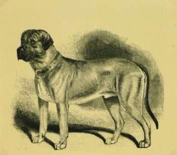 Mastiff Engraving, 1886-main-8817K