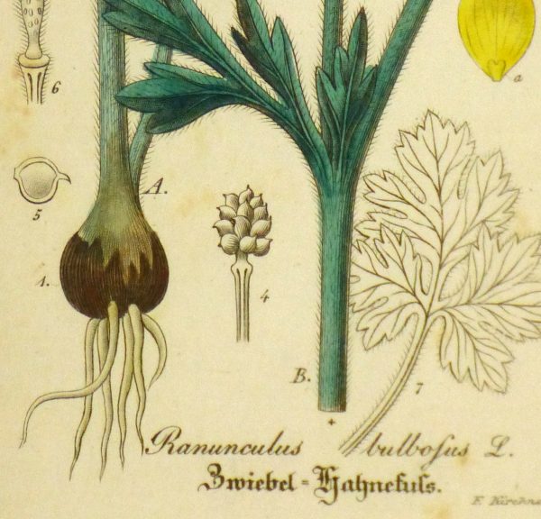 Buttercup, Circa 1830-detail-9031K
