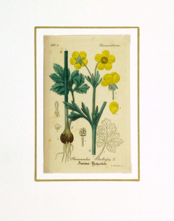 Buttercup, Circa 1830-matted-9031K
