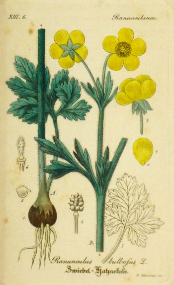 Buttercup, Circa 1830-main-9031K