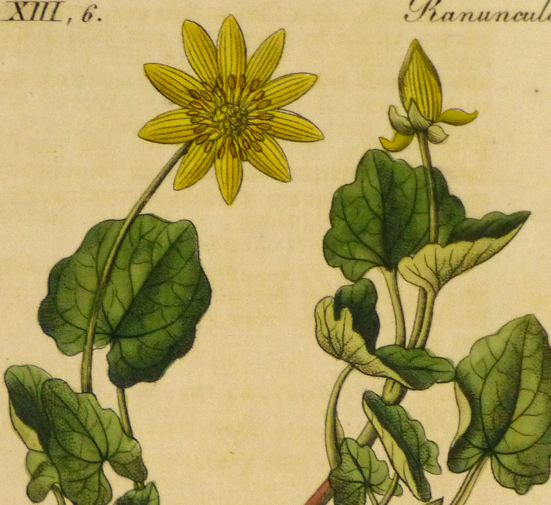 Lesser Celandine, Circa 1830-detail 2-9032K Lesser Celandine, Circa 1830-detail 2-9032K