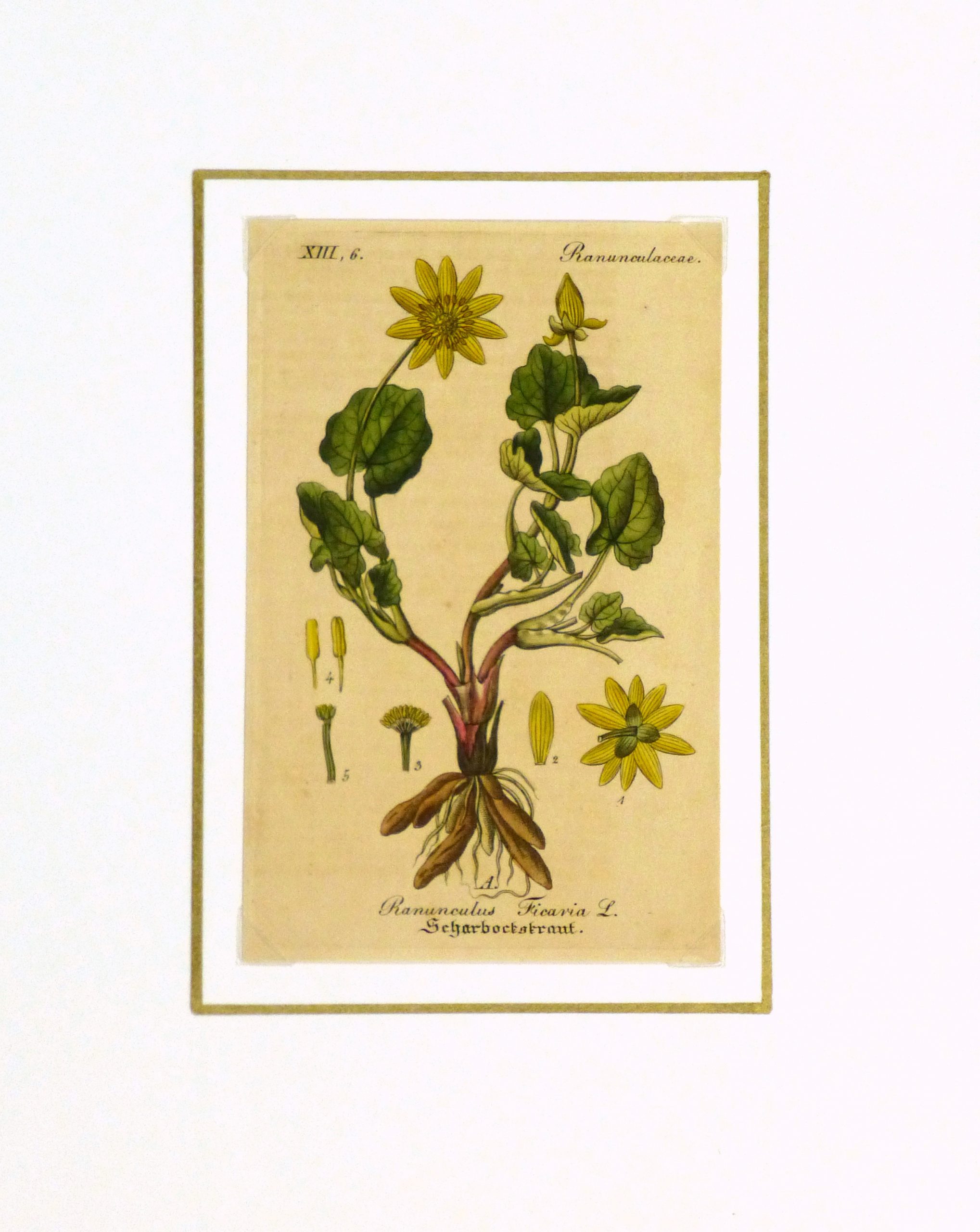 Lesser Celandine, Circa 1830-matted-9032K Lesser Celandine, Circa 1830-matted-9032K