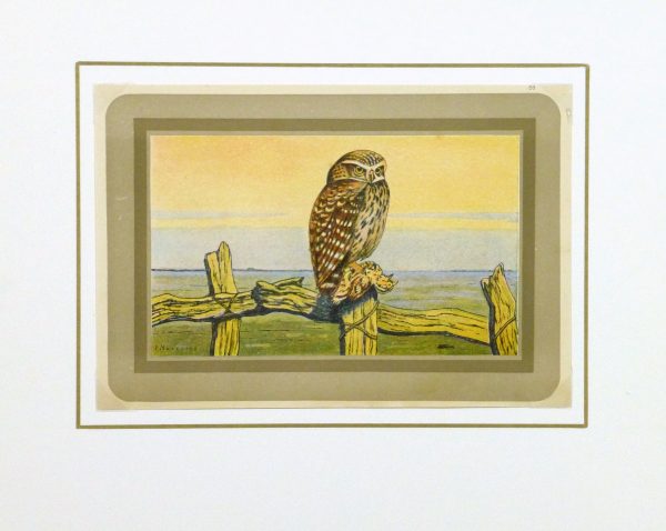 Burrowing Owl Print, Circa 1920-matted-9213K