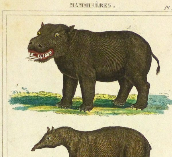Hippopotamus Print, Circa 1840-detail 2-9603K