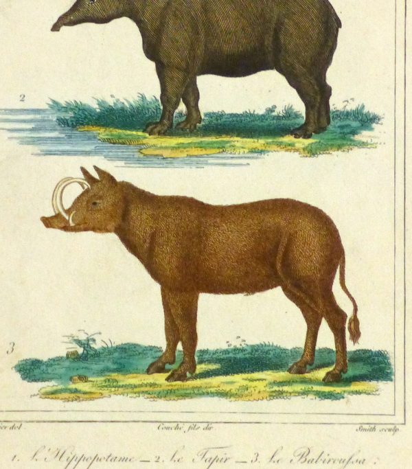 Hippopotamus Print, Circa 1840-detail-9603K