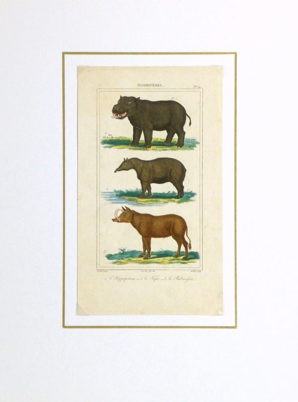 Hippopotamus Print, Circa 1840-matted-9603K