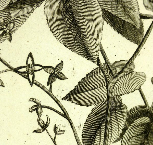 Epimedium Alpinum, 1773-detail-KB1144
