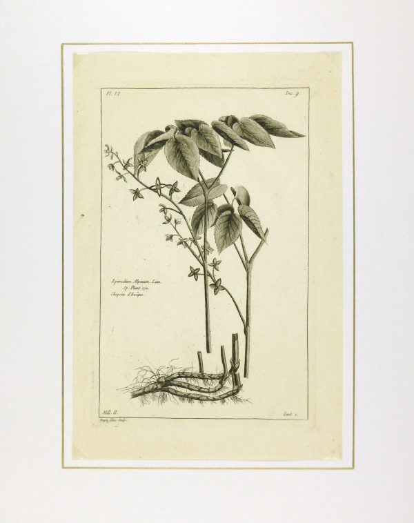 Epimedium Alpinum, 1773-matted-KB1144