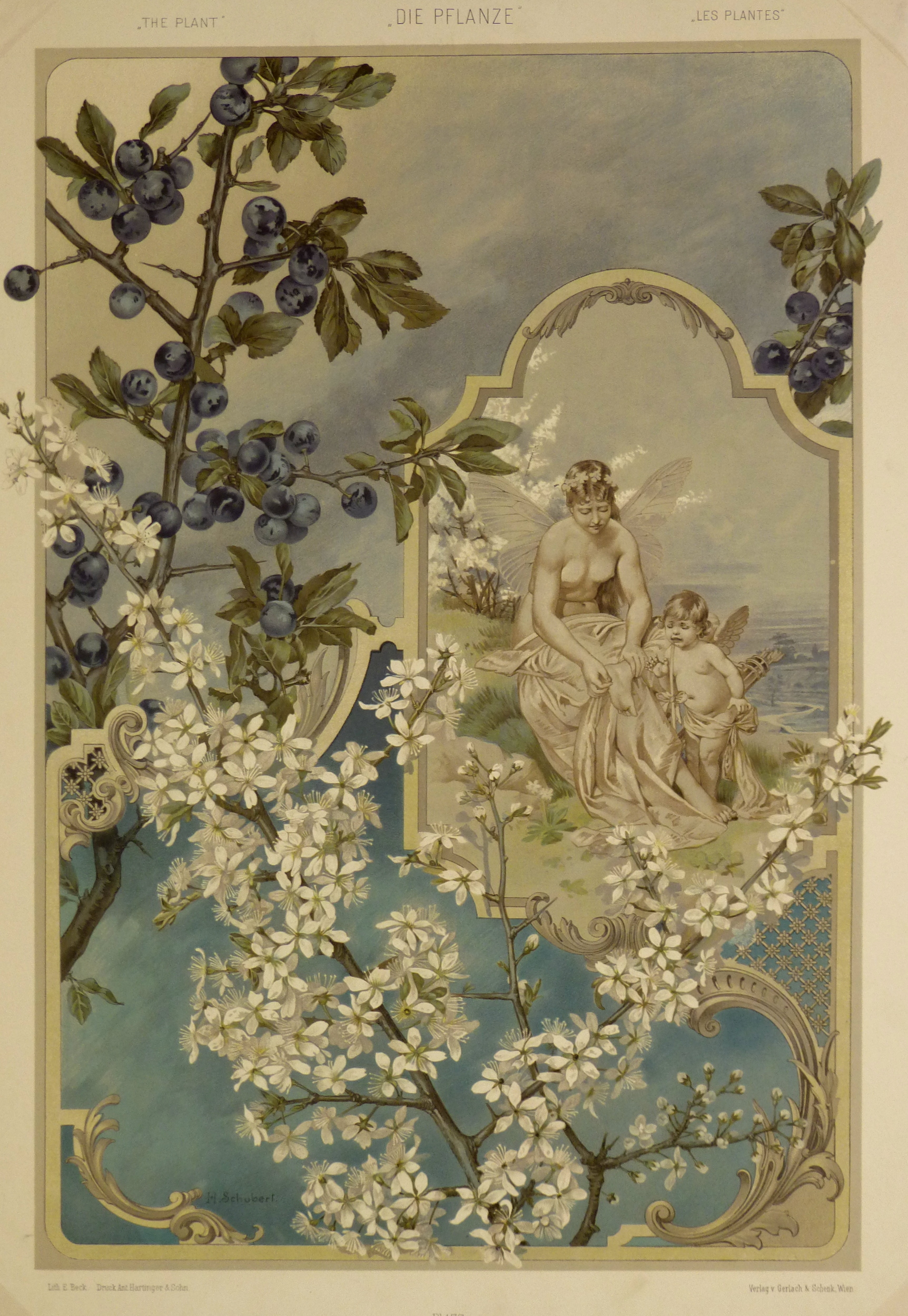 Angels & Blueberries, 1886-main-KB1656 Angels & Blueberries, 1886-main-KB1656