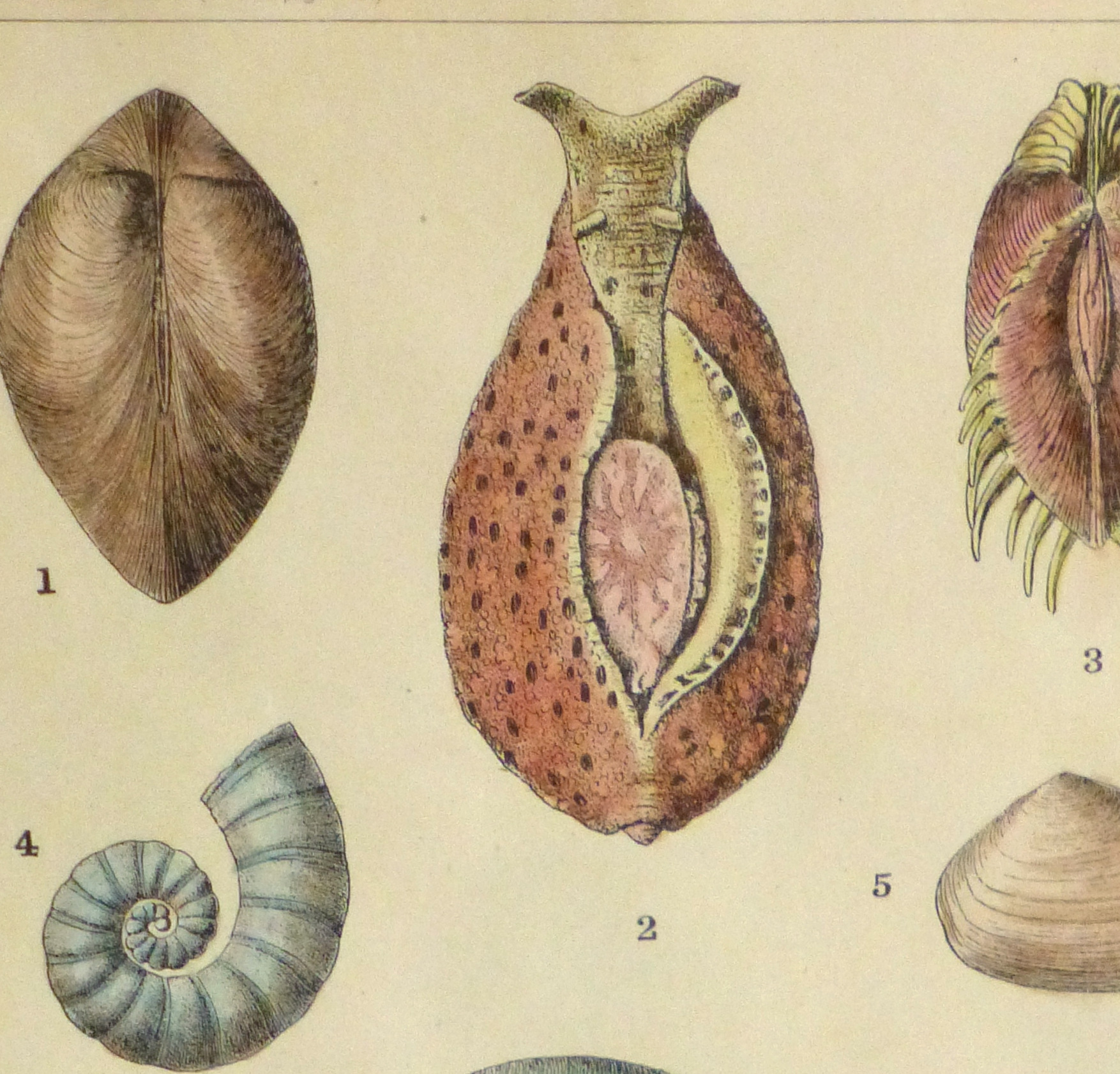 Shell Print, 1900-detail 2-10459M Shell Print, 1900-detail 2-10459M