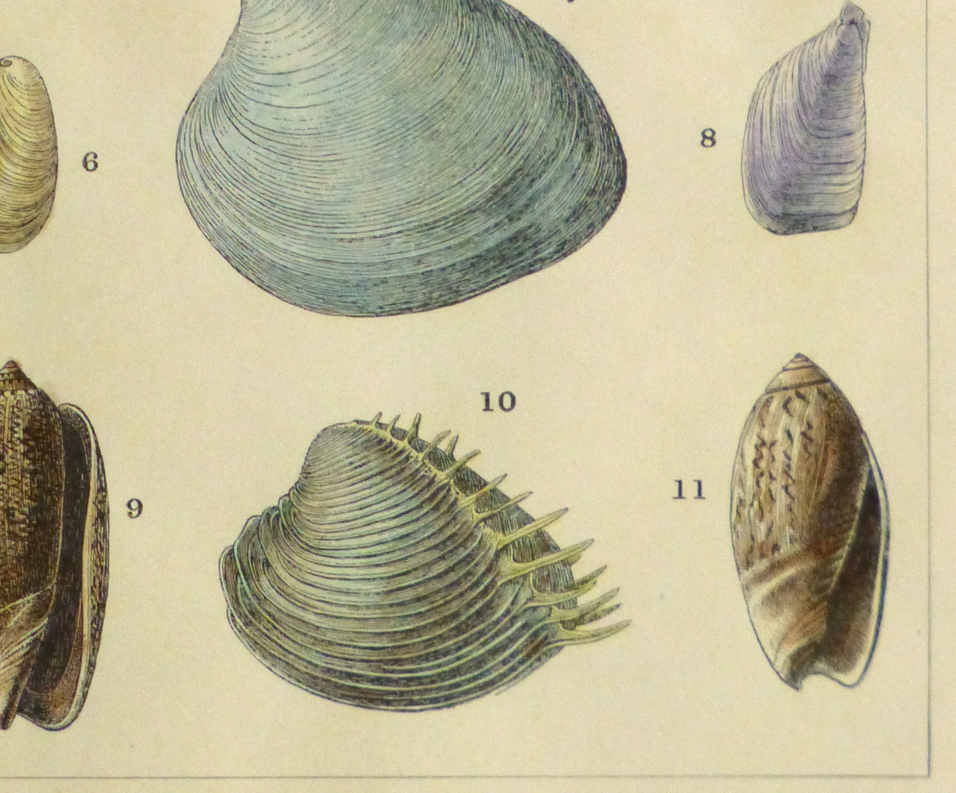 Shell Print, 1900-detail-10459M Shell Print, 1900-detail-10459M