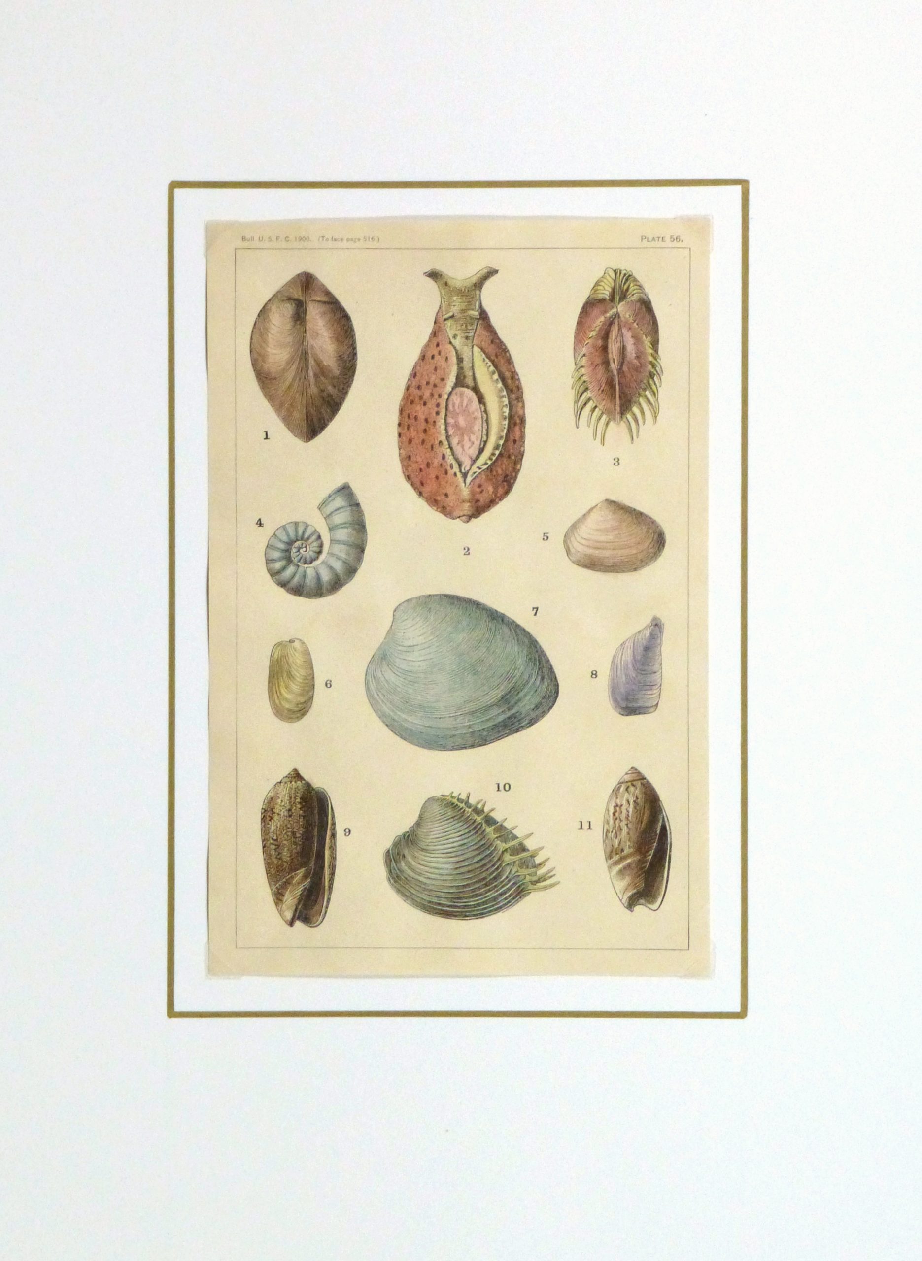 Shell Print, 1900-matted-10459M Shell Print, 1900-matted-10459M