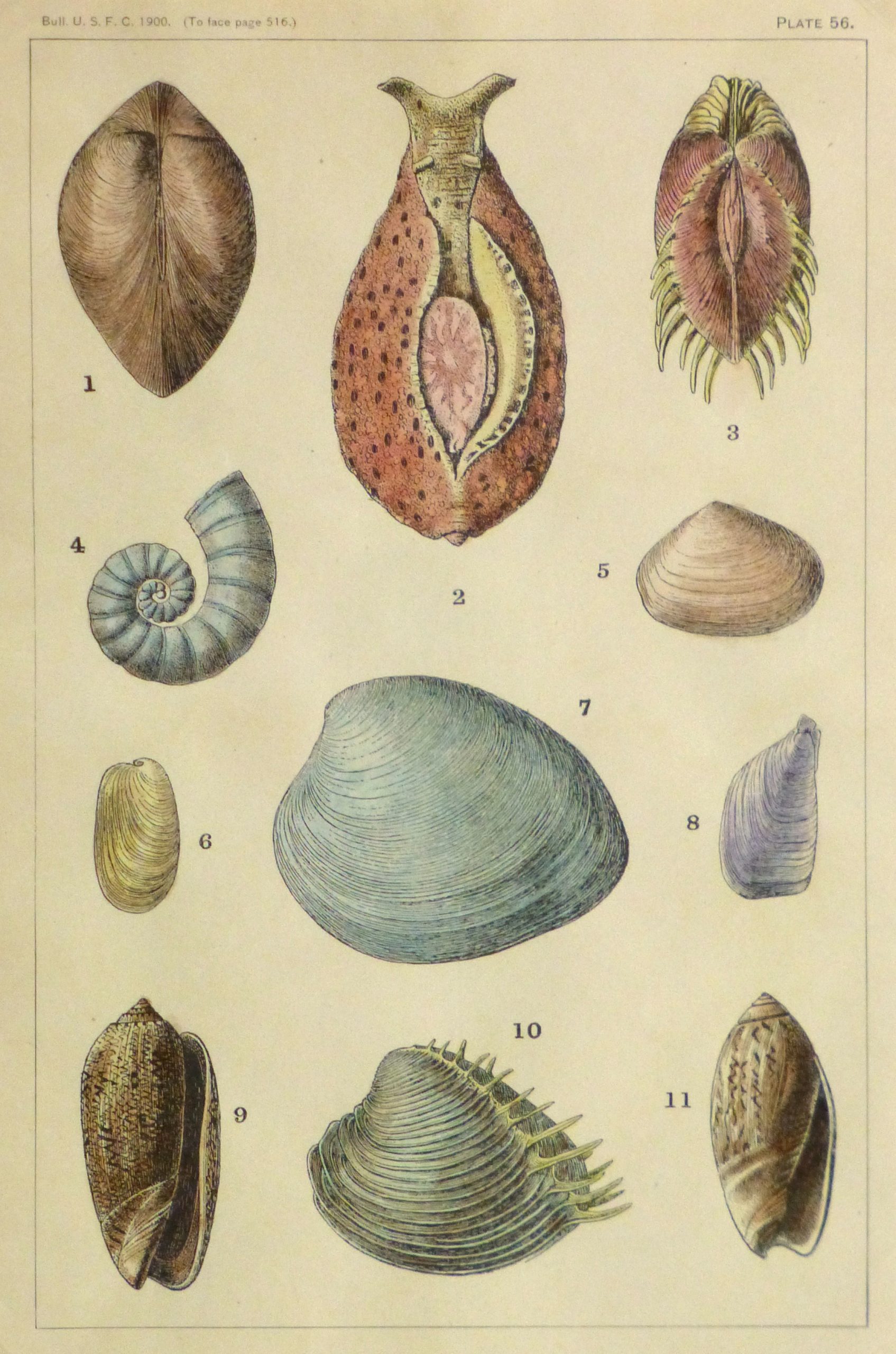 Shell Print, 1900-main-10459M Shell Print, 1900-main-10459M