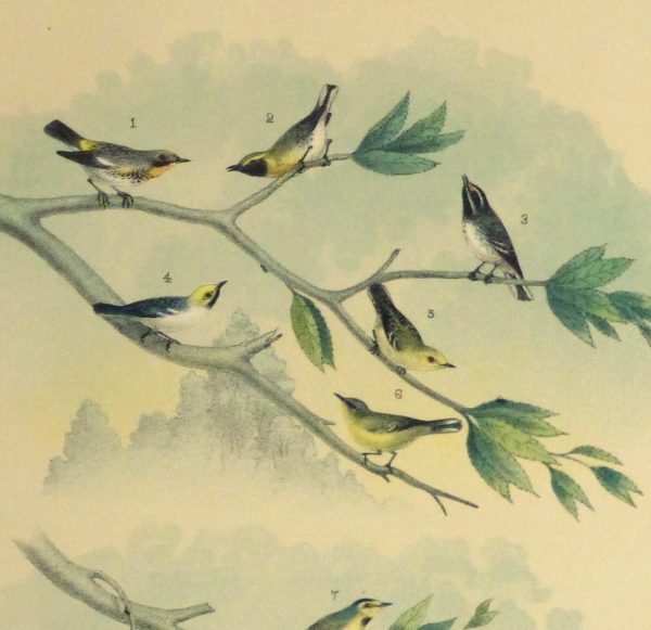 Lithograph- North American Songbirds, 1881-detail 2-10542M