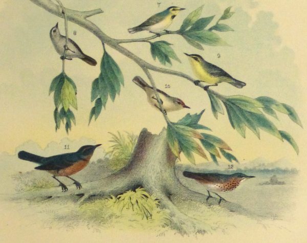 Lithograph- North American Songbirds, 1881-detail-10542M