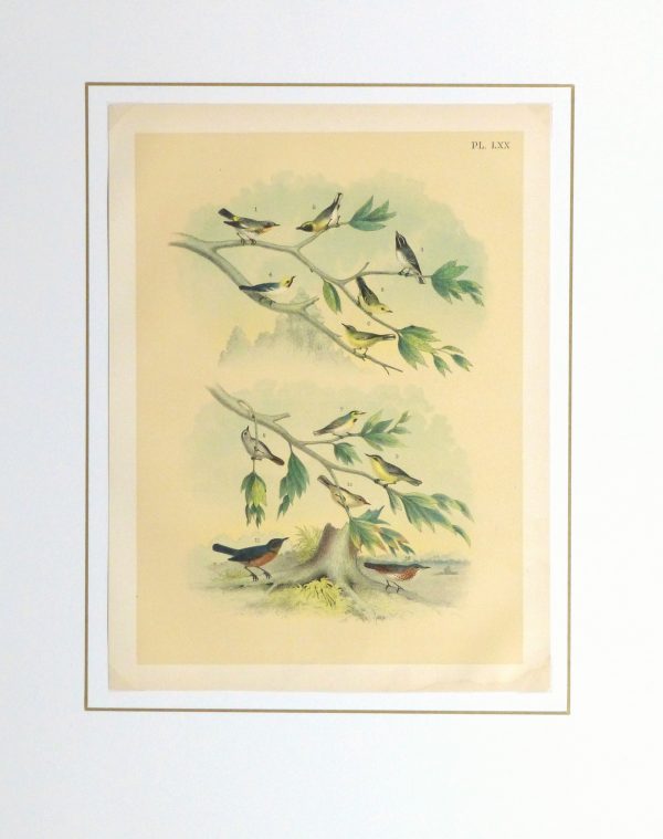 Lithograph- North American Songbirds, 1881-matted-10542M