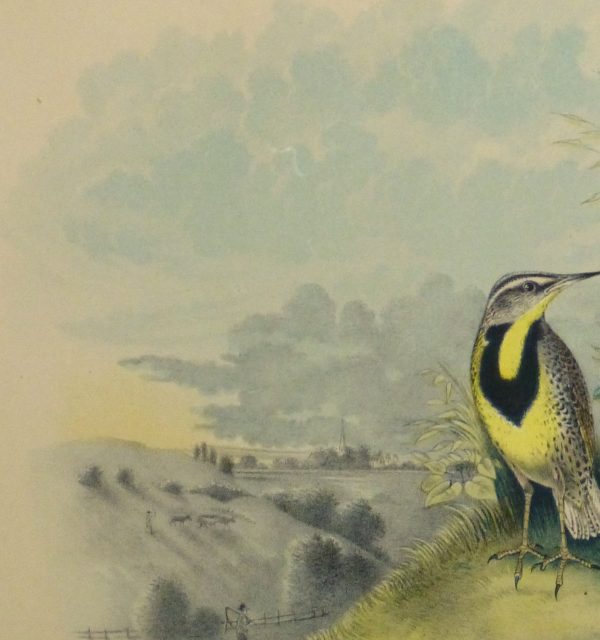Lithograph- Meadowlarks, 1881-detail 2-10543M