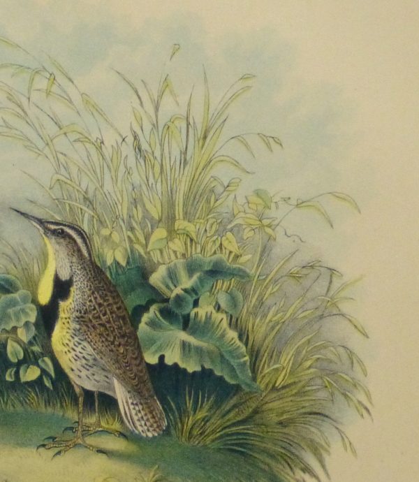Lithograph- Meadowlarks, 1881-detail-10543M