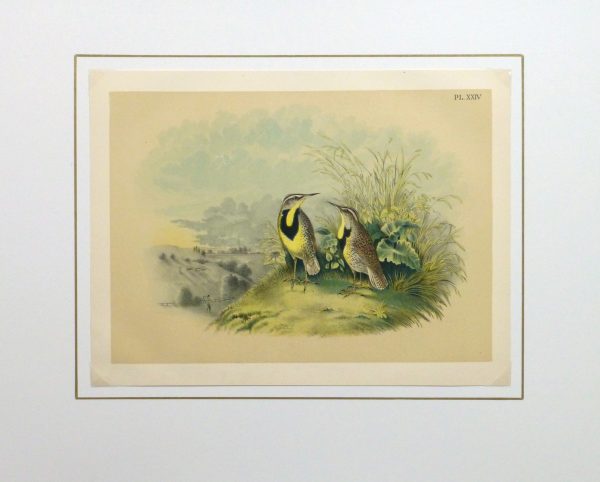 Lithograph- Meadowlarks, 1881-matted-10543M