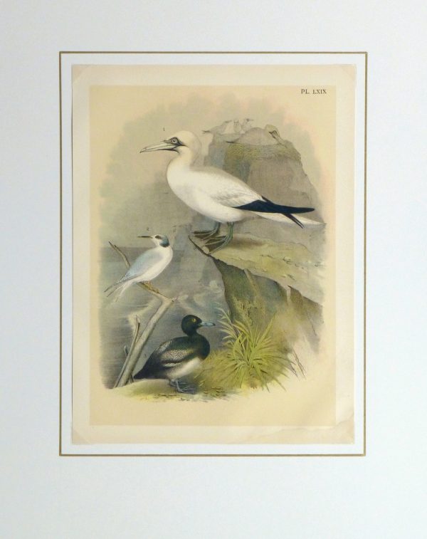 Lithograph- Sea Birds, 1881-matted-10544M