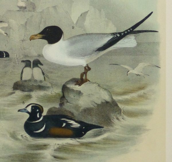Lithograph- Black & White Sea Birds, 1881-detail 2-10545M